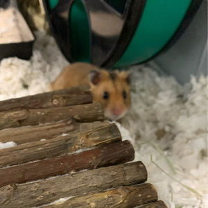 Meet your Posher, Lola